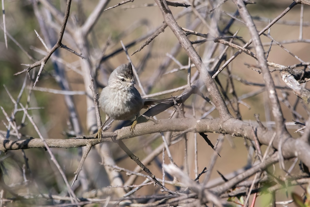 Tufted Tit-Spinetail - ML639200195
