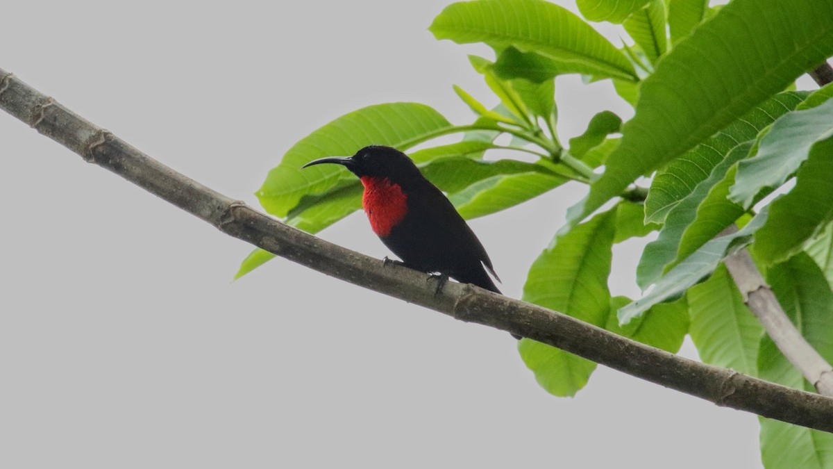 Scarlet-chested Sunbird - ML639200208