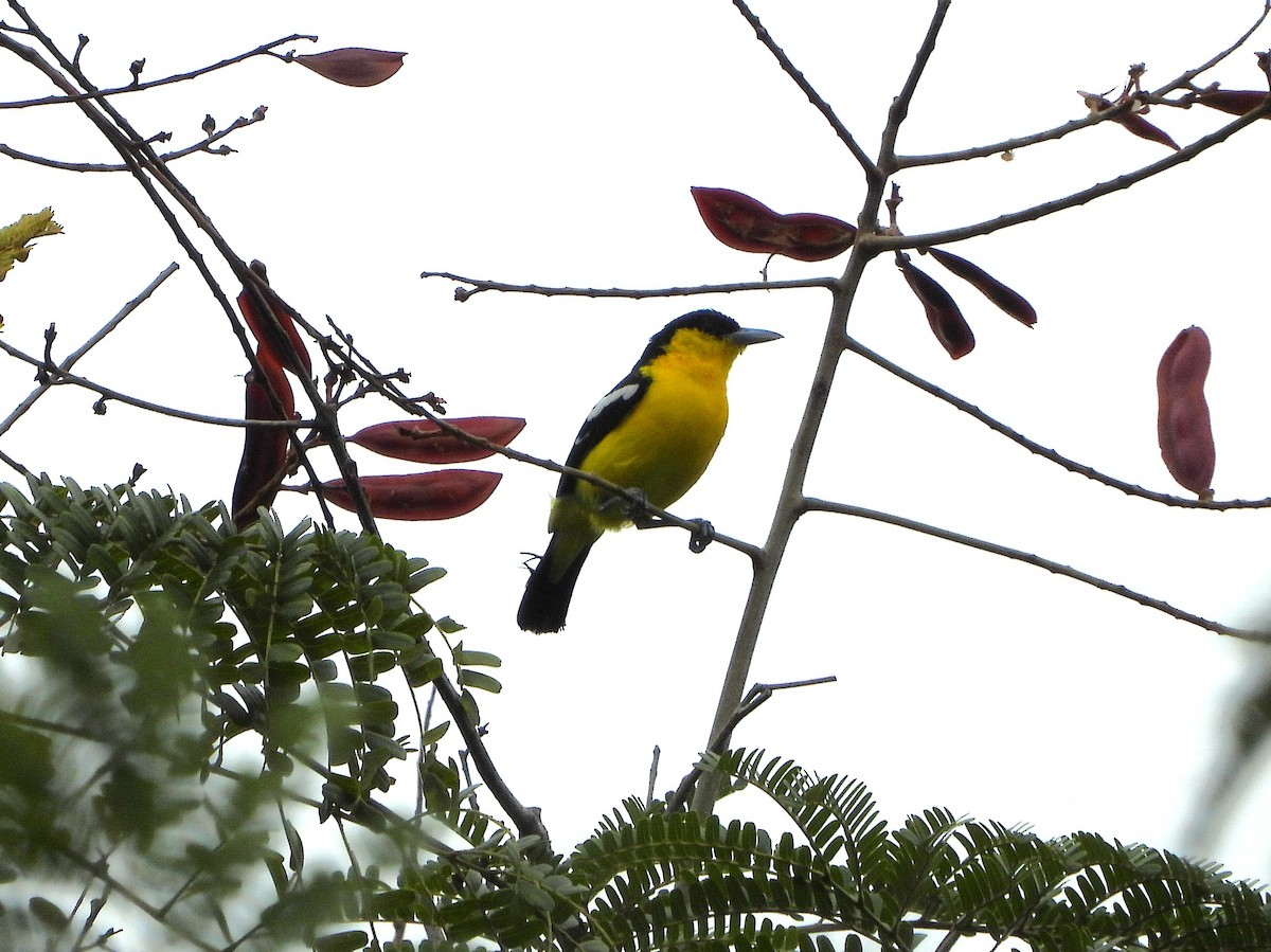 Common Iora - ML639200240