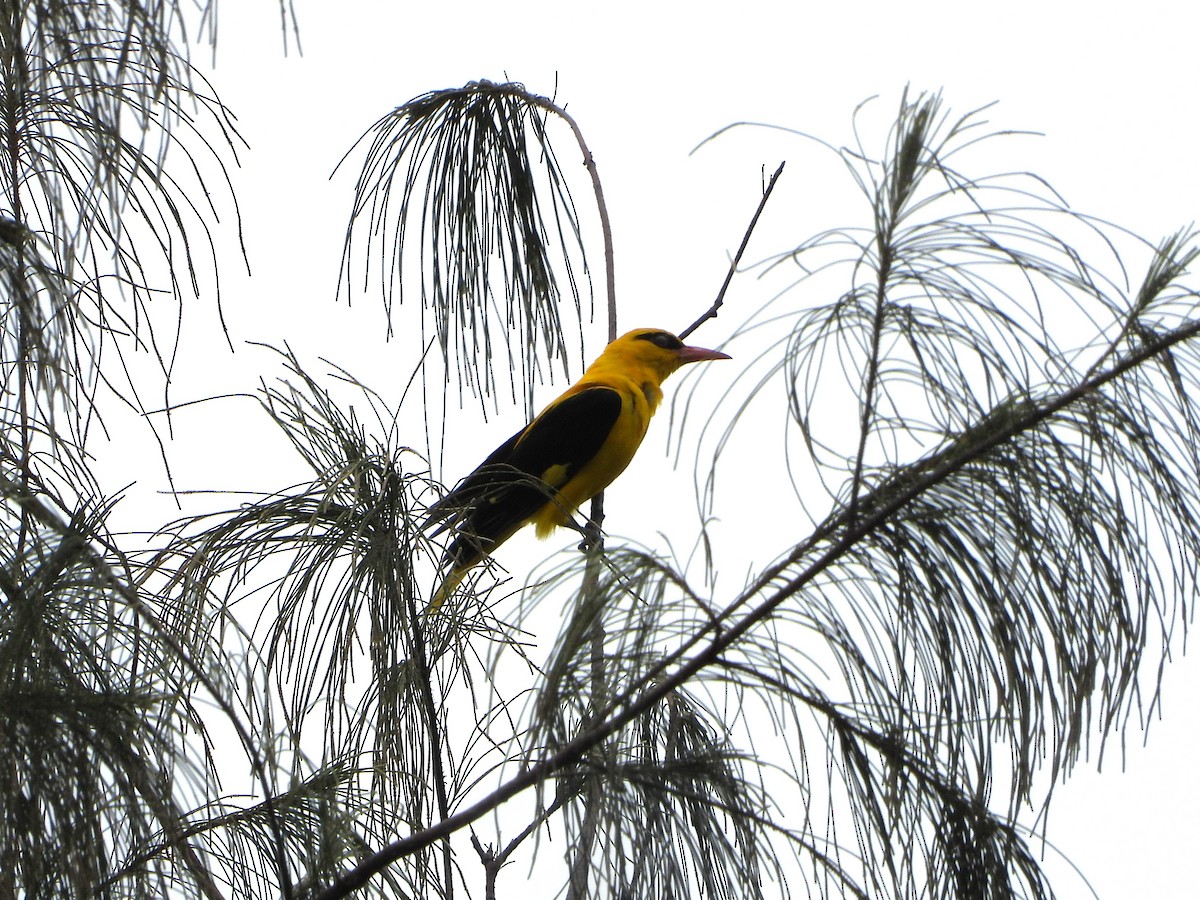 Indian Golden Oriole - ML639200242