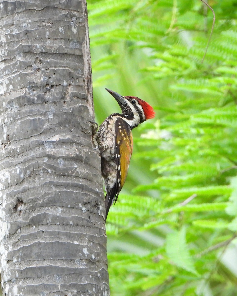 Black-rumped Flameback - ML639200246