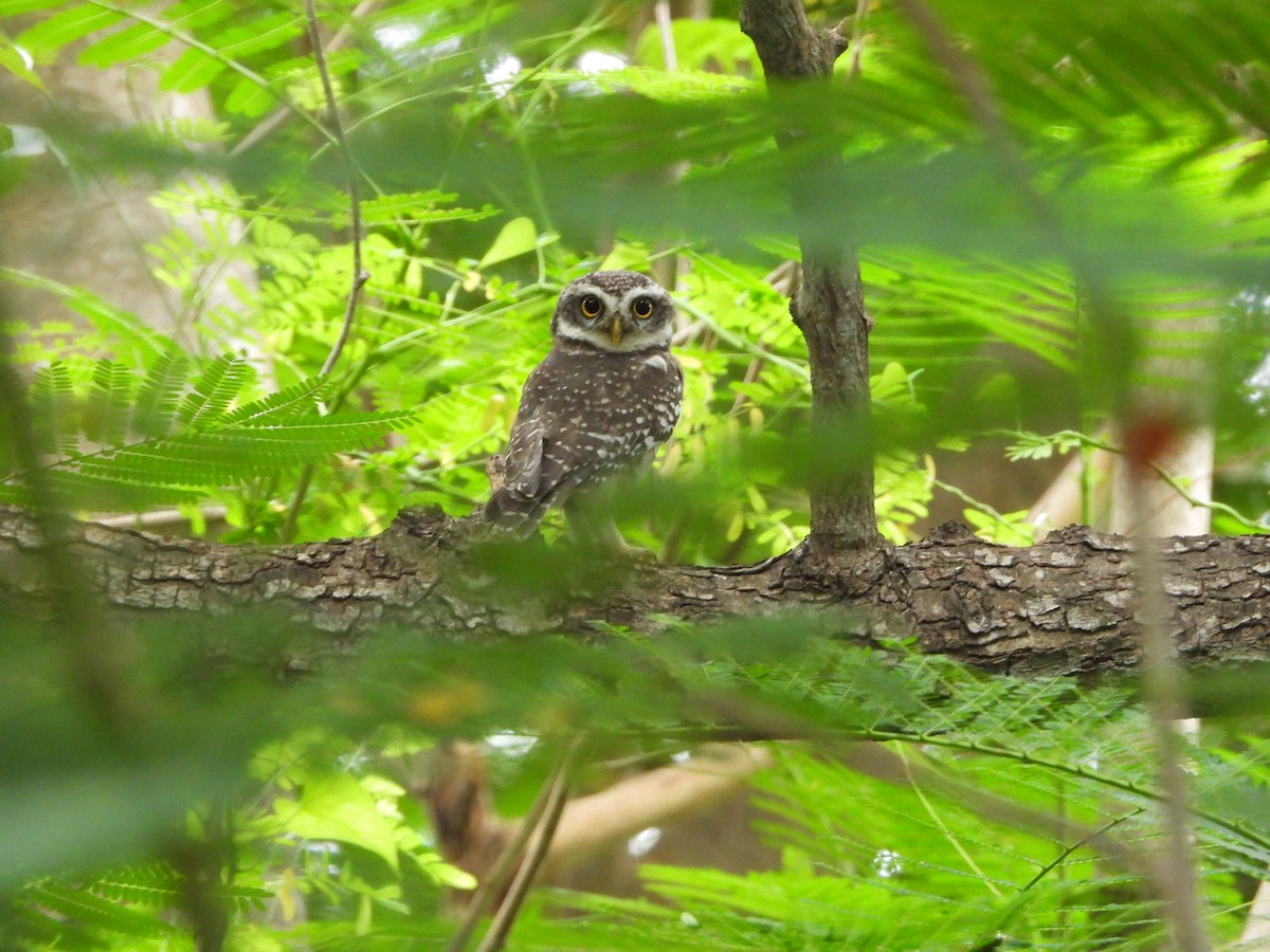 Spotted Owlet - ML639200263