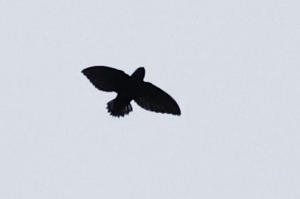 Silver-rumped Spinetail - ML639200299