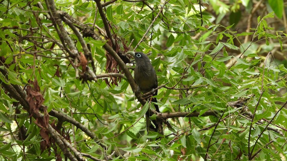 Blue-faced Malkoha - ML639200319