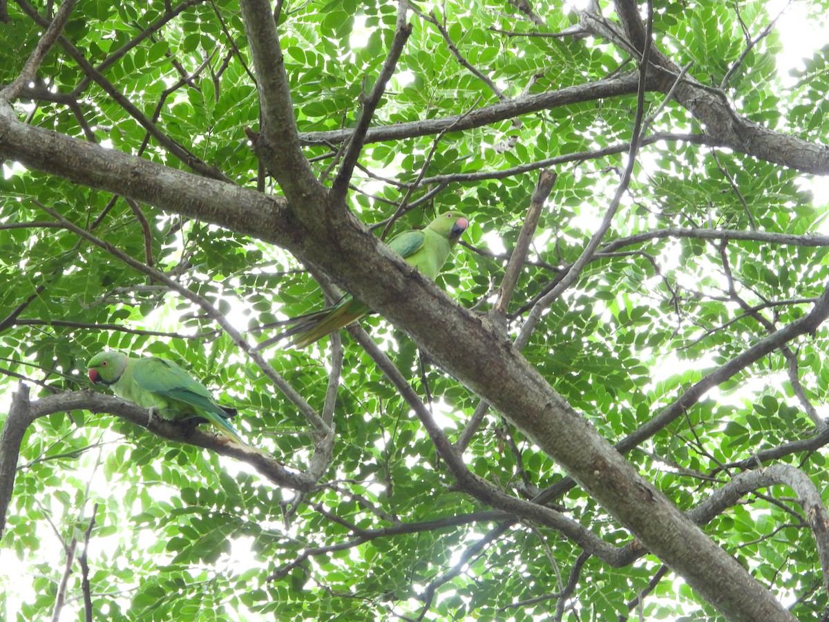 Rose-ringed Parakeet - ML639200331