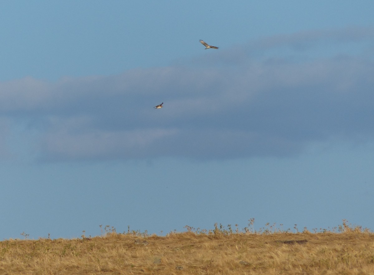 orlík krátkoprstý - ML639200333