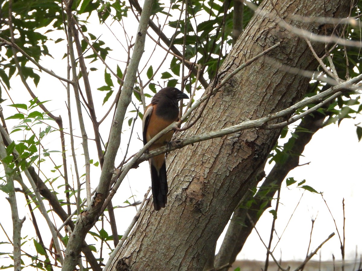 Rufous Treepie - ML639200345