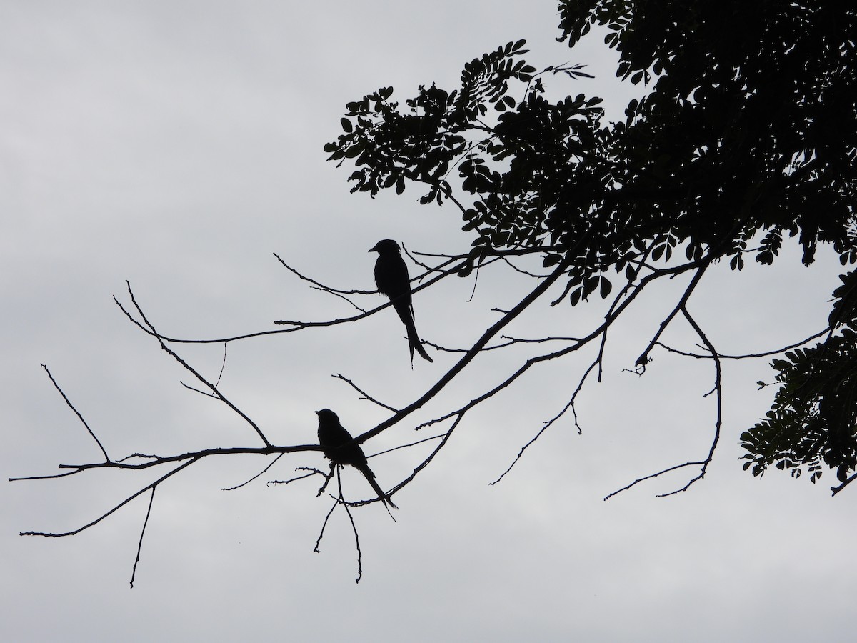 Black Drongo - ML639200346