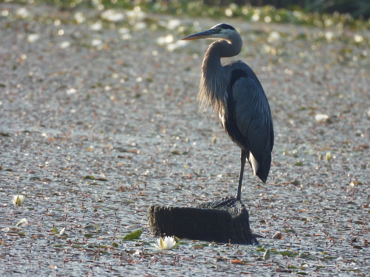Great Blue Heron - ML639200355
