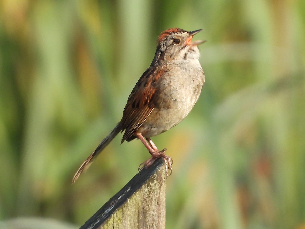 Swamp Sparrow - ML639200361