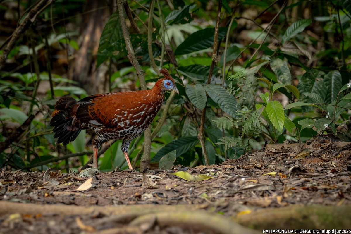 Bornean Crested Fireback - ML639200402