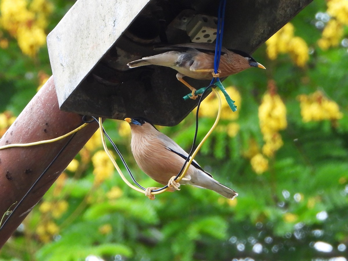 Brahminy Starling - ML639200412