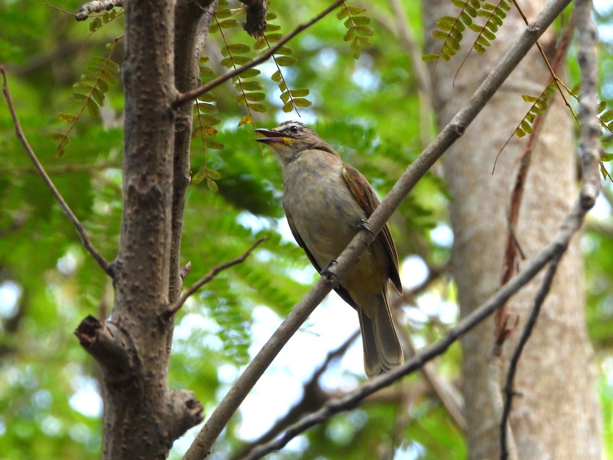 White-browed Bulbul - ML639200439