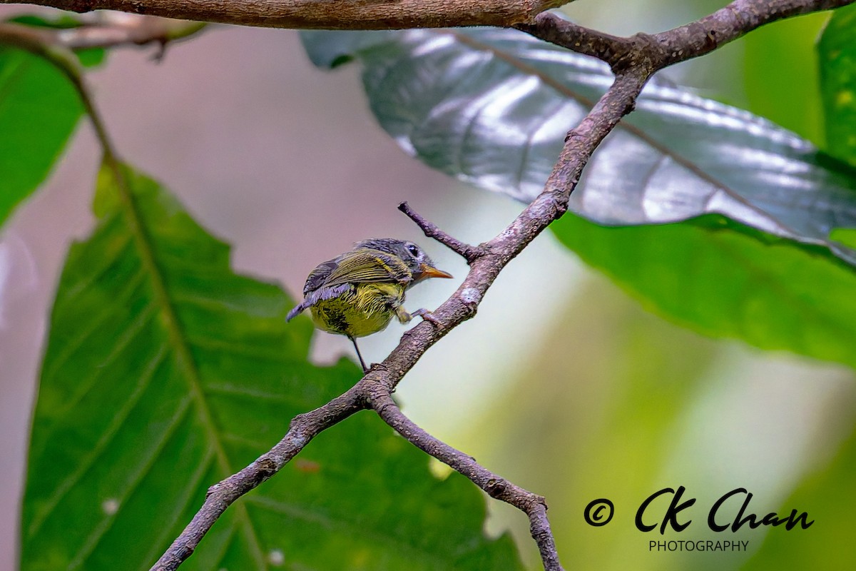 Chestnut-crowned Warbler - ML639200462