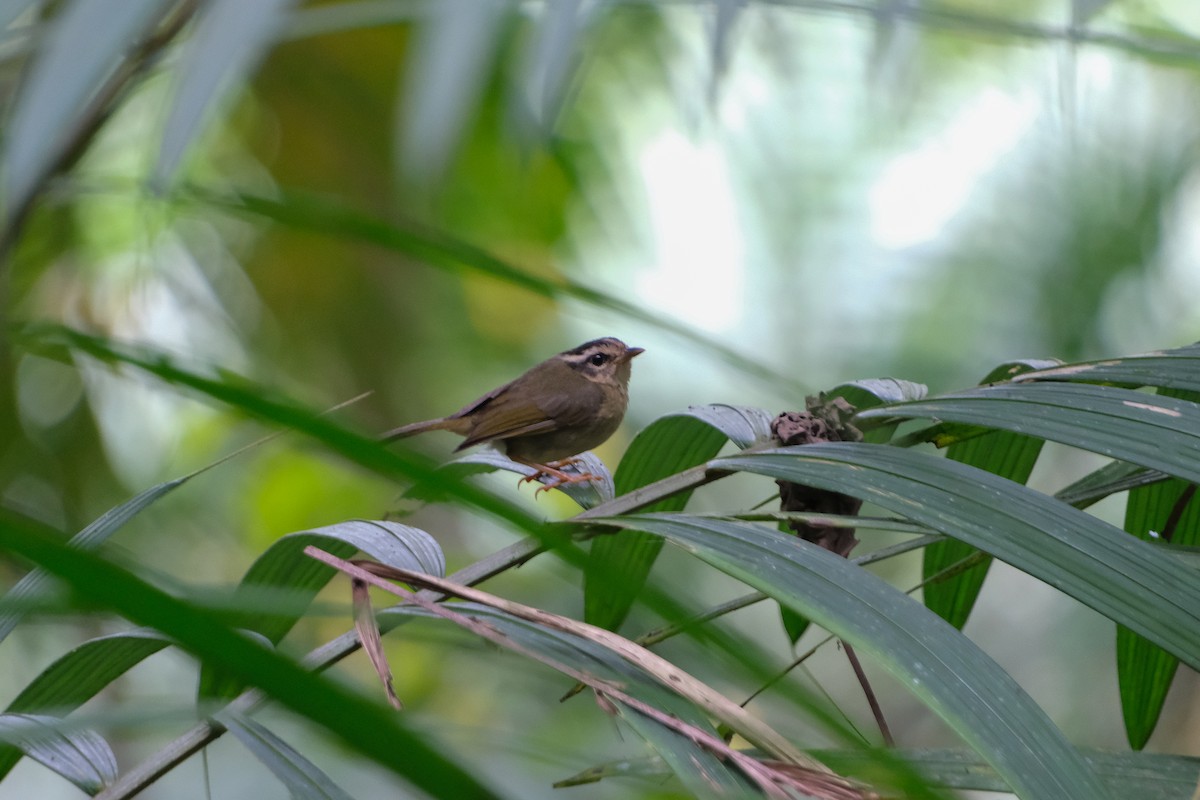 Three-striped Warbler - ML639200468