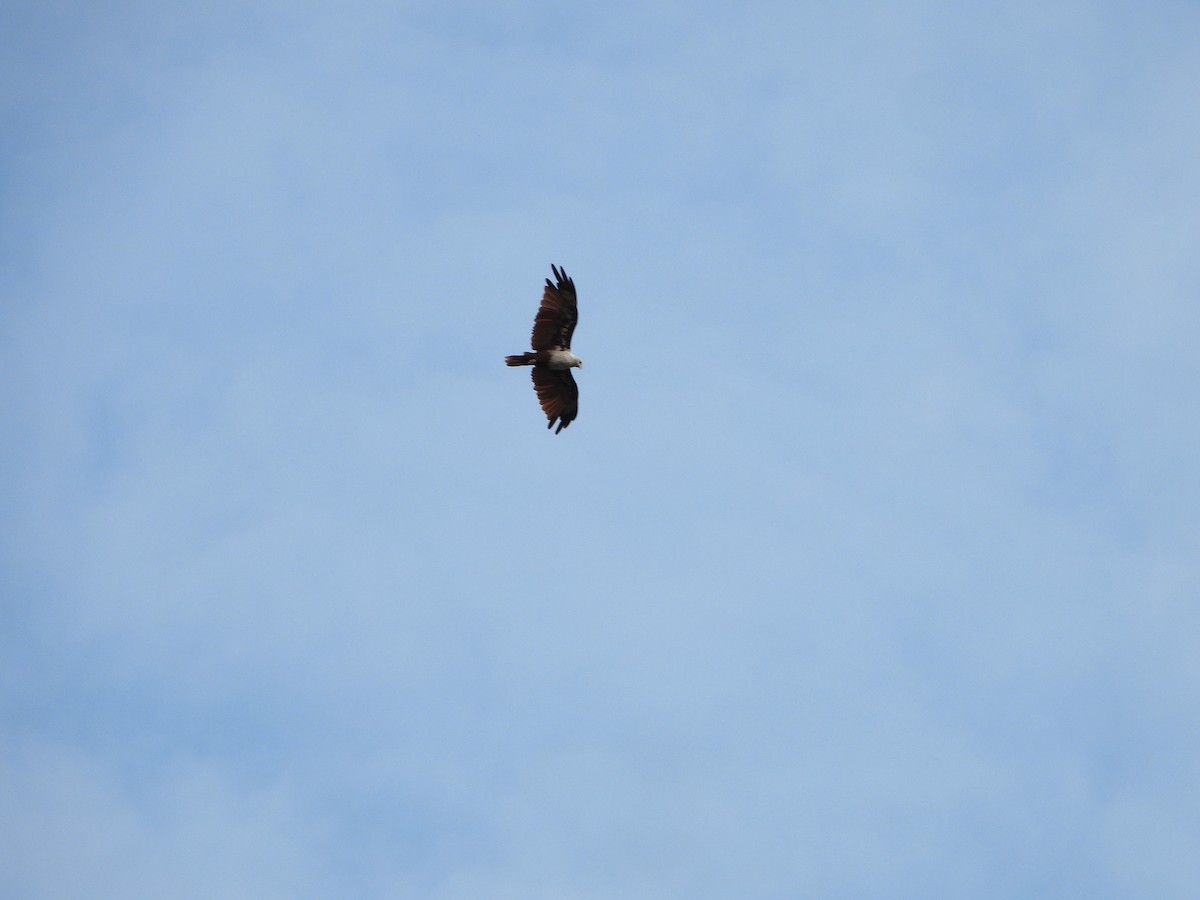 Brahminy Kite - ML639200473