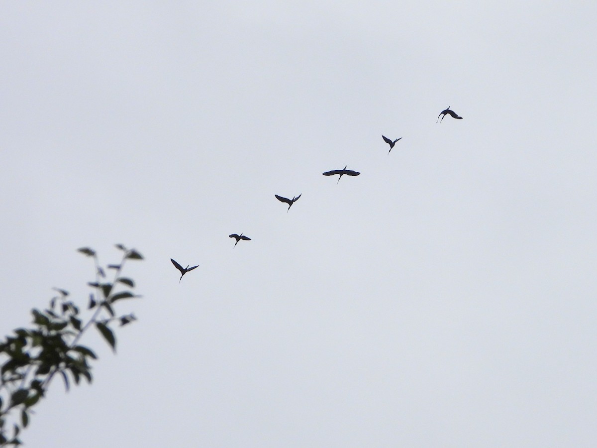 Glossy Ibis - ML639200484