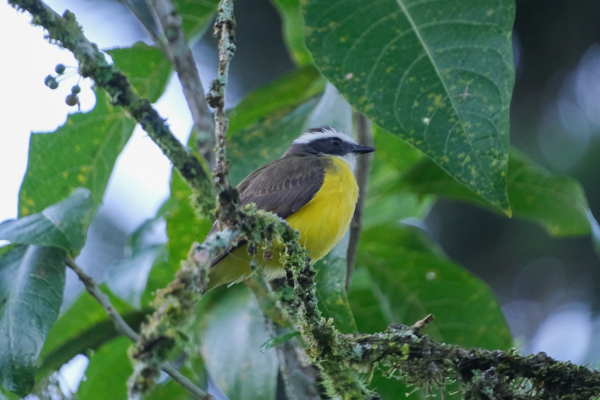 Rusty-margined Flycatcher - ML639200491