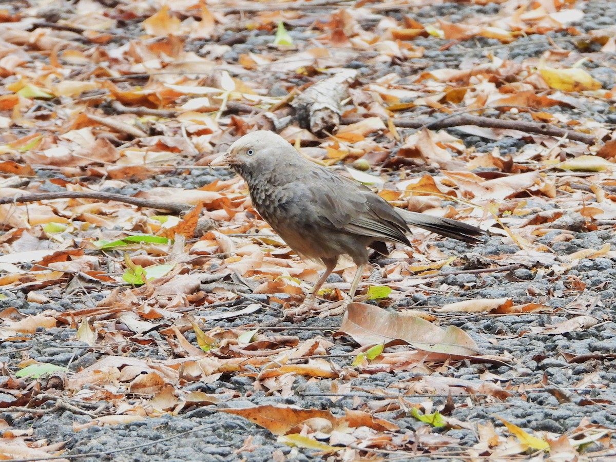 Yellow-billed Babbler - ML639200510