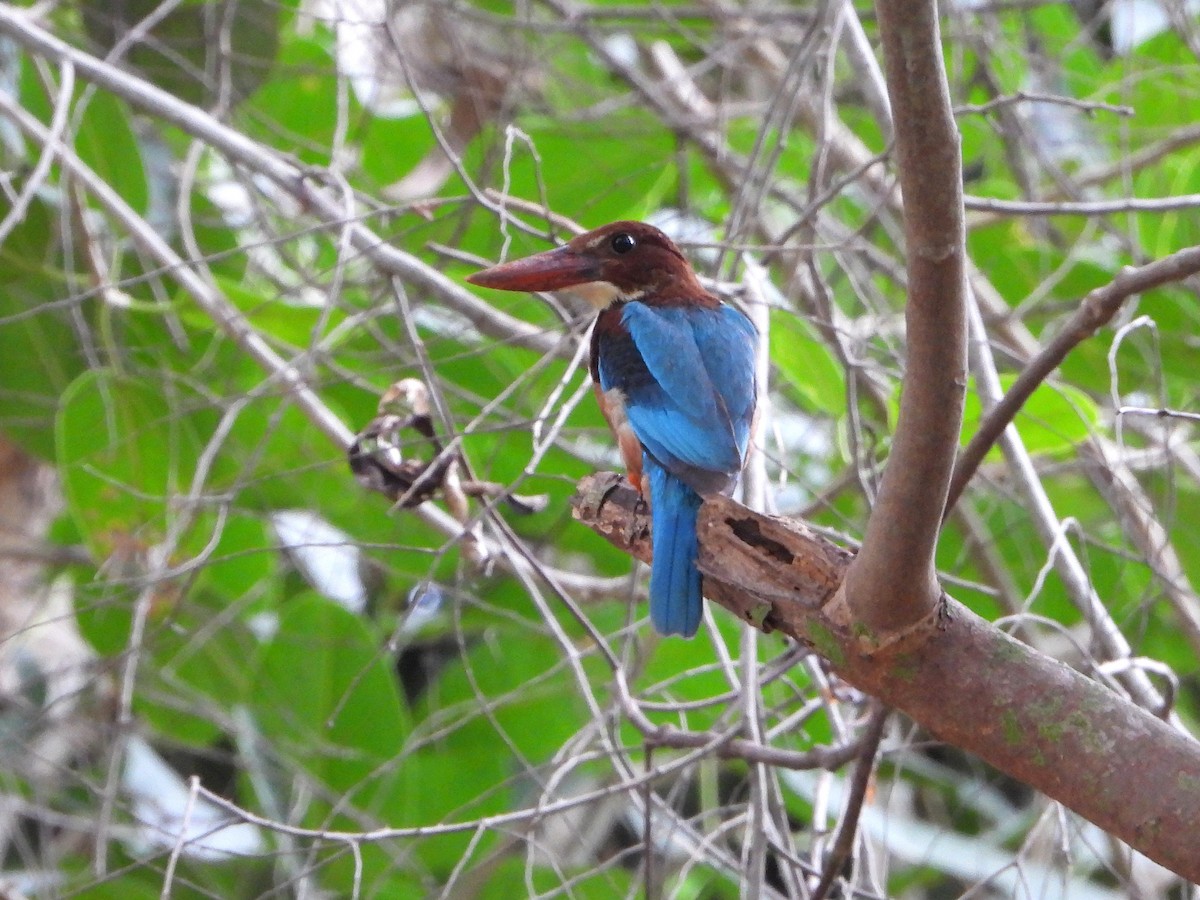 White-throated Kingfisher - ML639200532