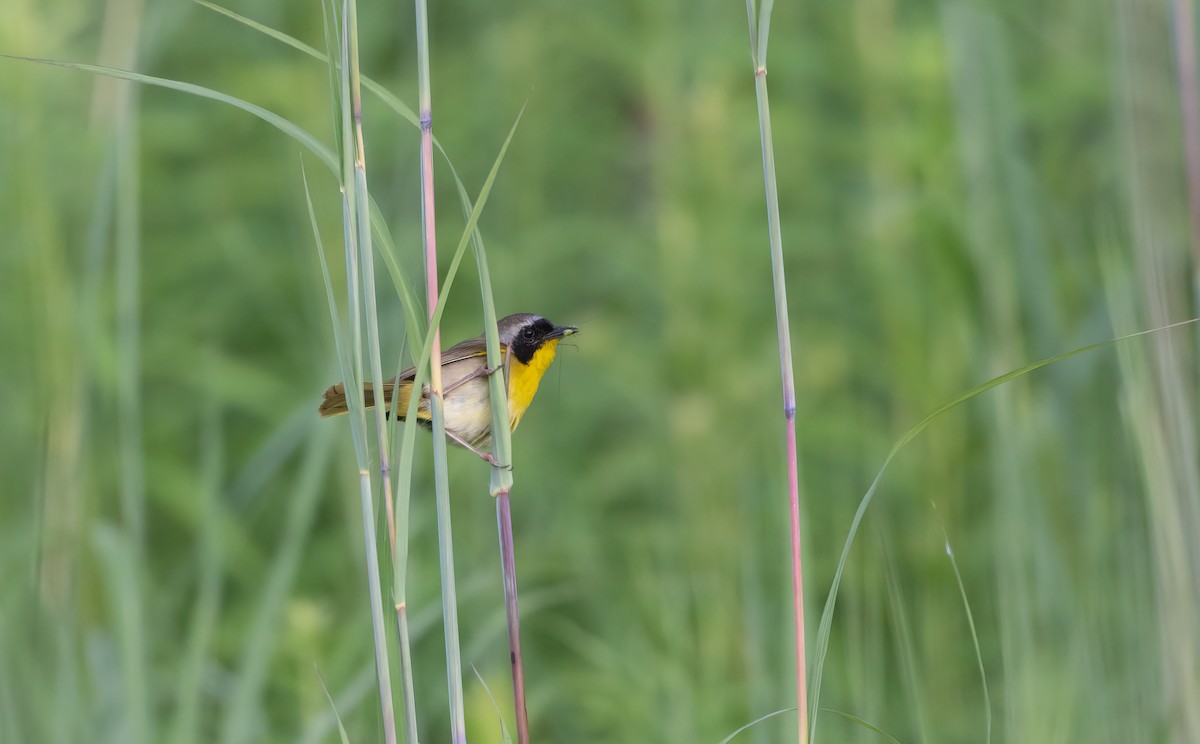 lesňáček žlutohrdlý - ML639200608