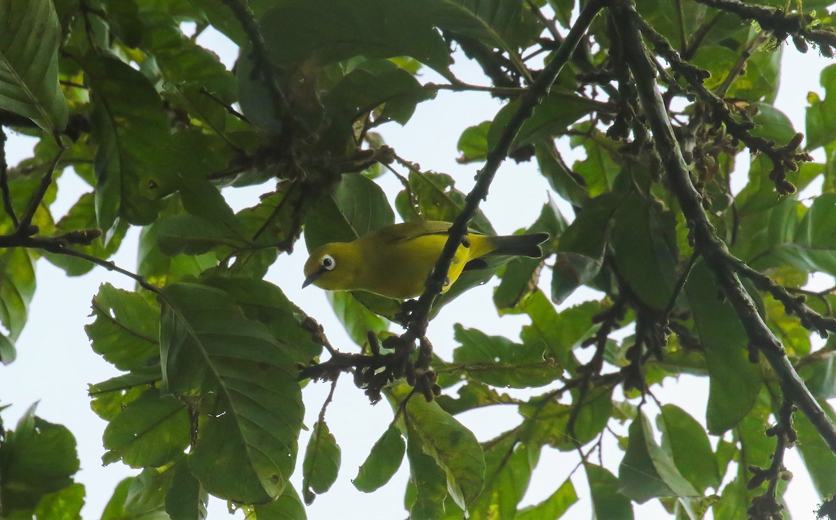 Northern Yellow White-eye - ML639200698