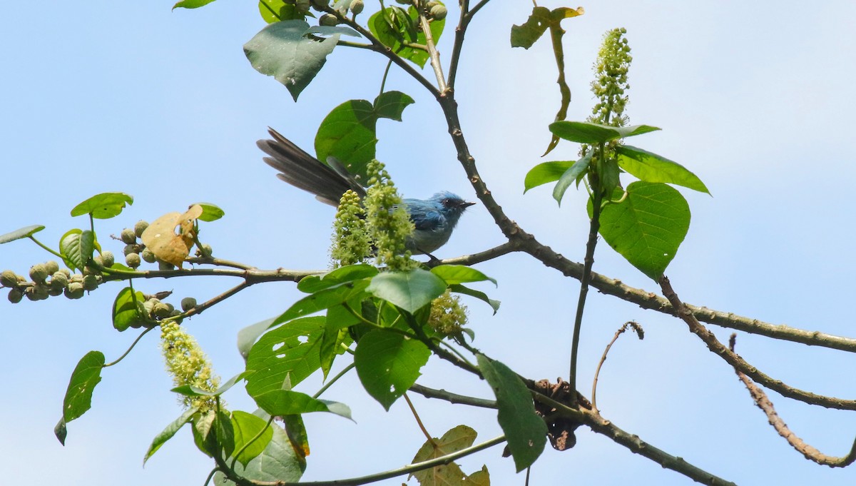 African Blue Flycatcher - ML639200728