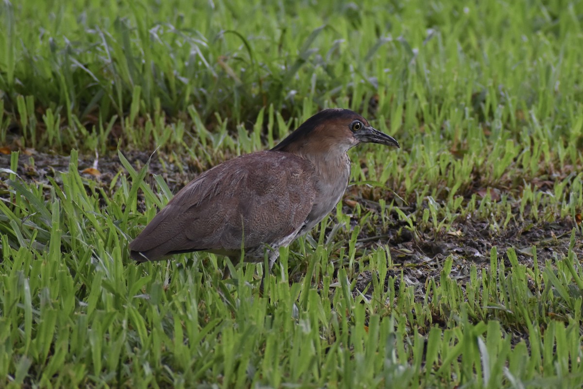 Malayan Night Heron - ML639200741
