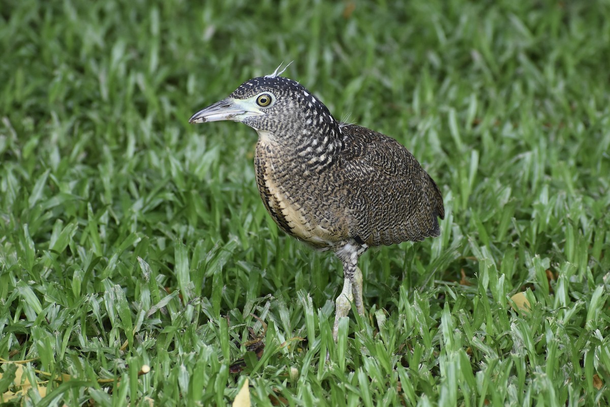 Malayan Night Heron - ML639200742
