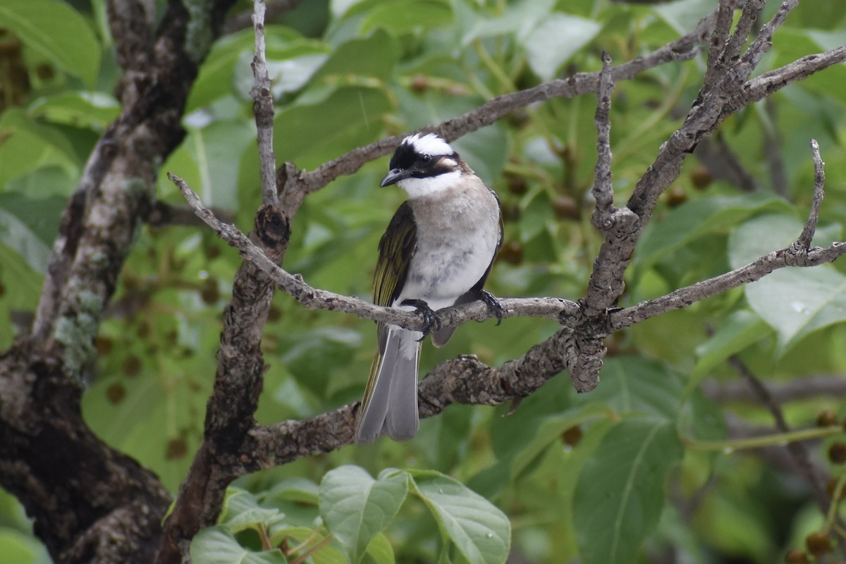 Light-vented Bulbul - ML639200745