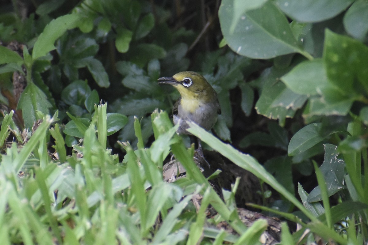 Swinhoe's White-eye - ML639200746