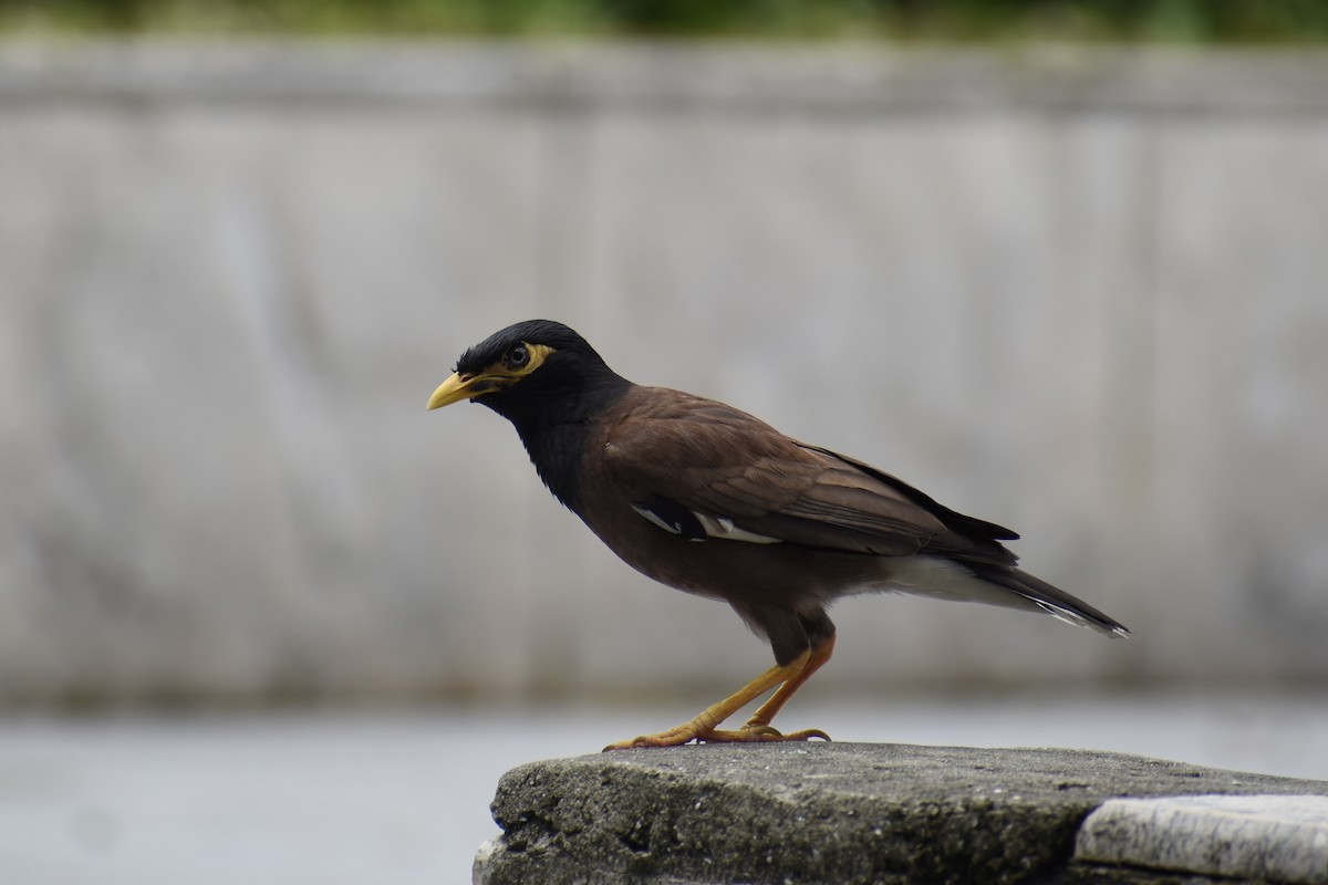 Common Myna - ML639200749