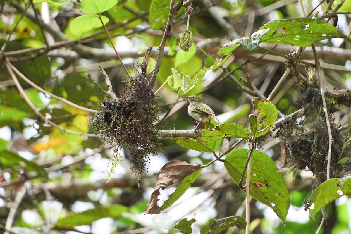 Choco Tyrannulet - ML639200766
