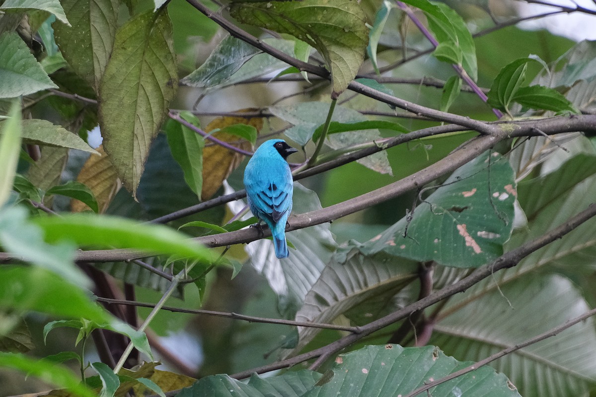 Swallow Tanager - ML639200779