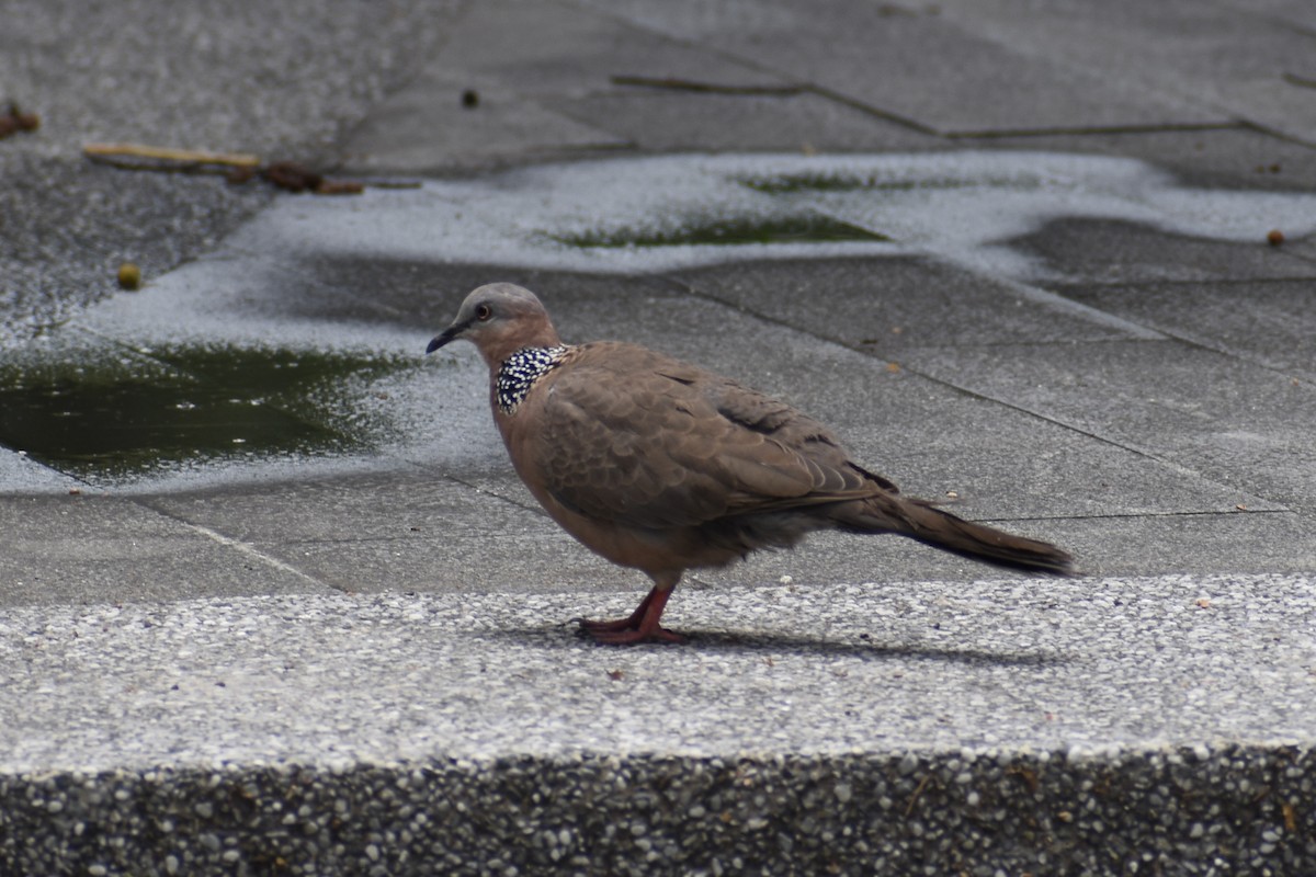 Spotted Dove - ML639200784