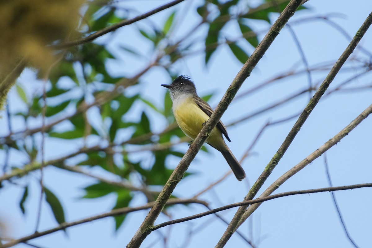 Dusky-capped Flycatcher - ML639200785