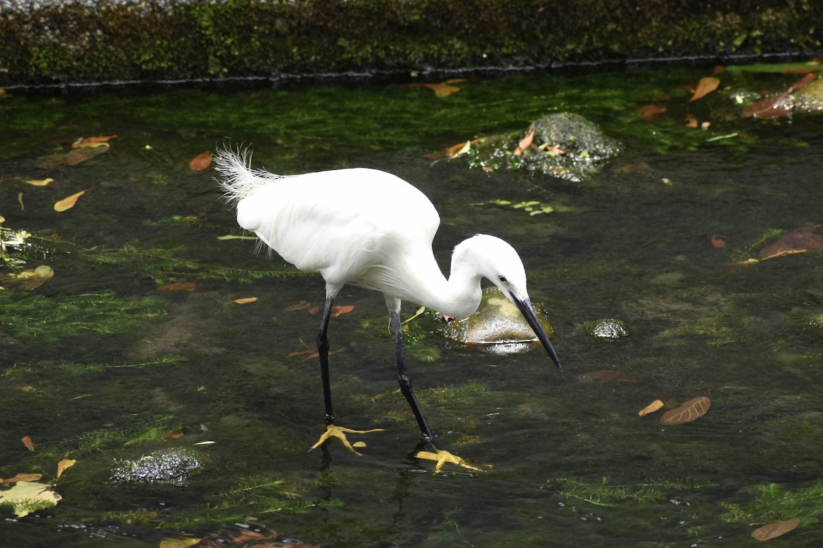 Little Egret - ML639200787