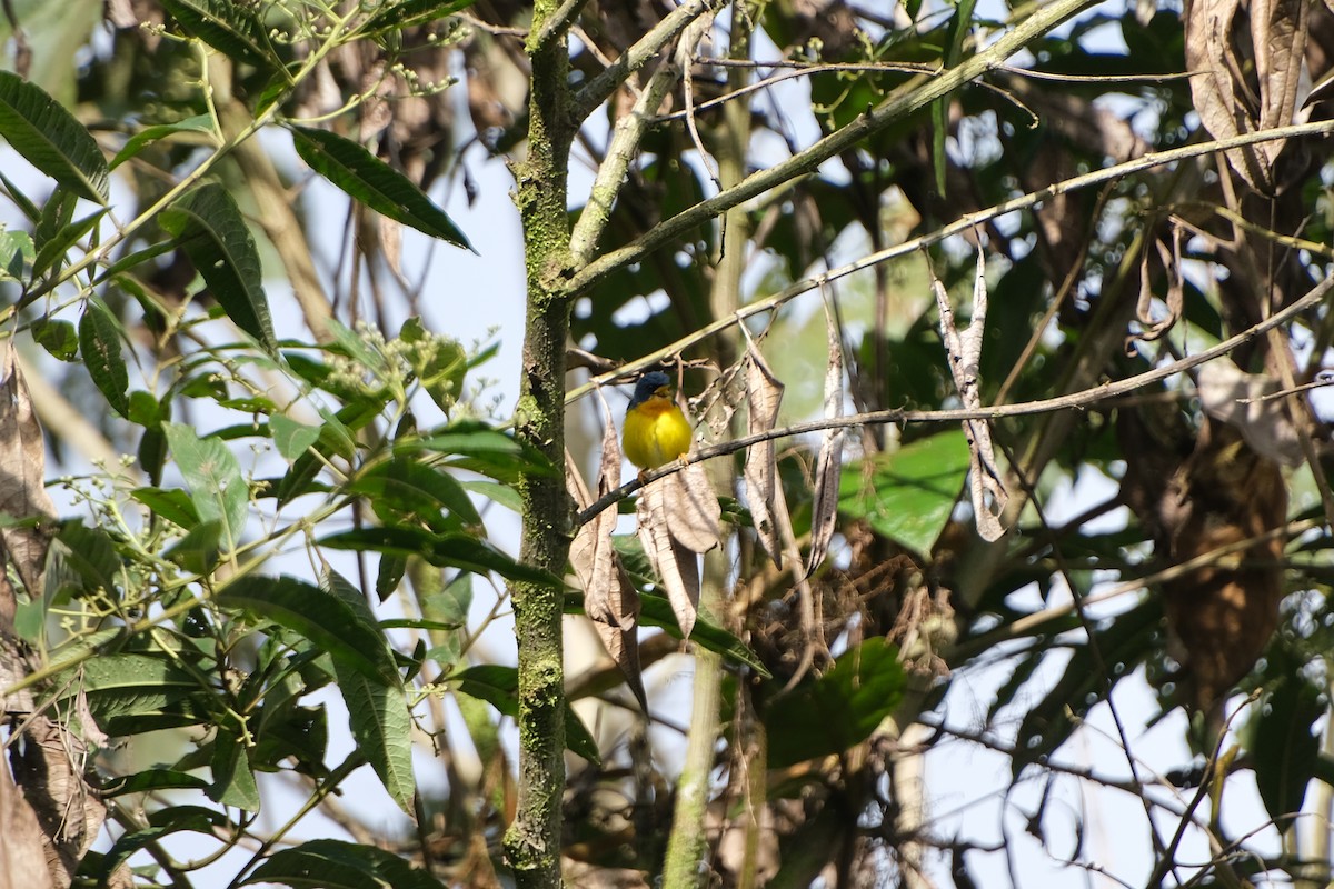 Tropical Parula - ML639200790