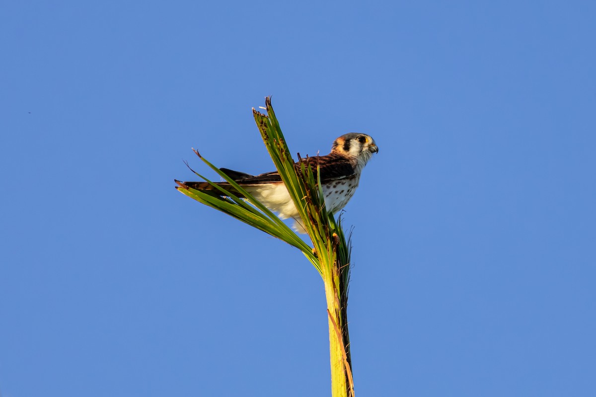 Buntfalke - ML639200827