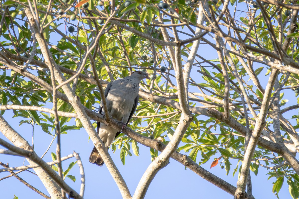 Topknot Pigeon - ML639200956