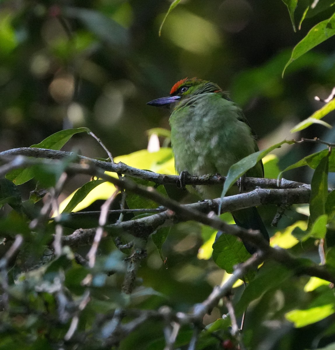 Flame-fronted Barbet - ML639200982