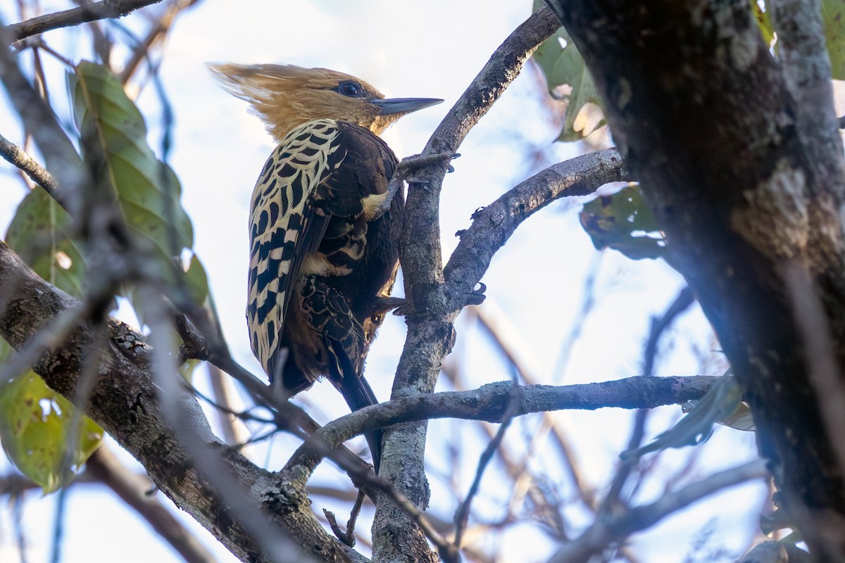 Ochre-backed Woodpecker - ML639201074