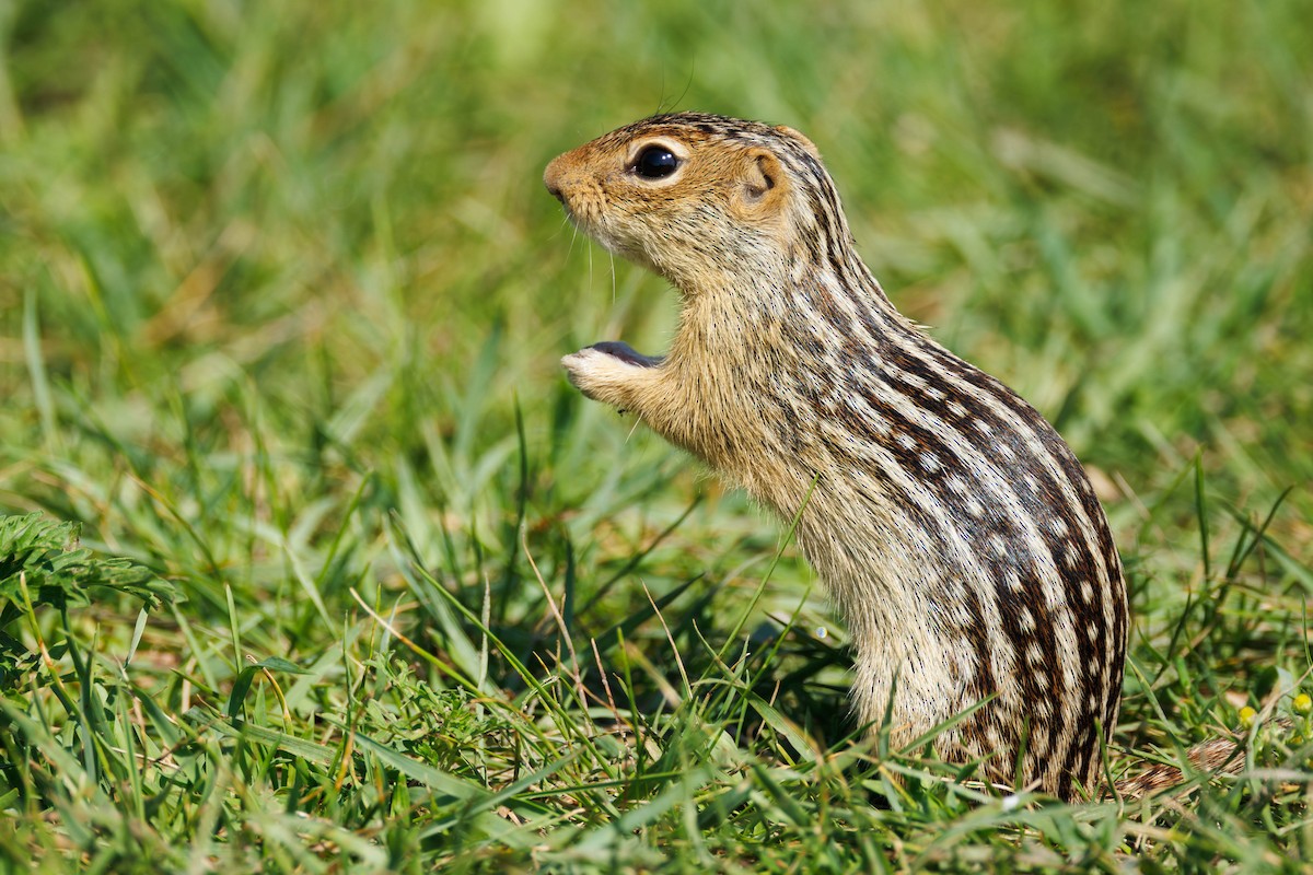 Thirteen-lined Ground Squirrel - Barry Rowan