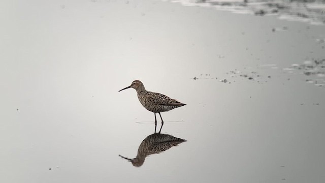 Stilt Sandpiper - ML639201155