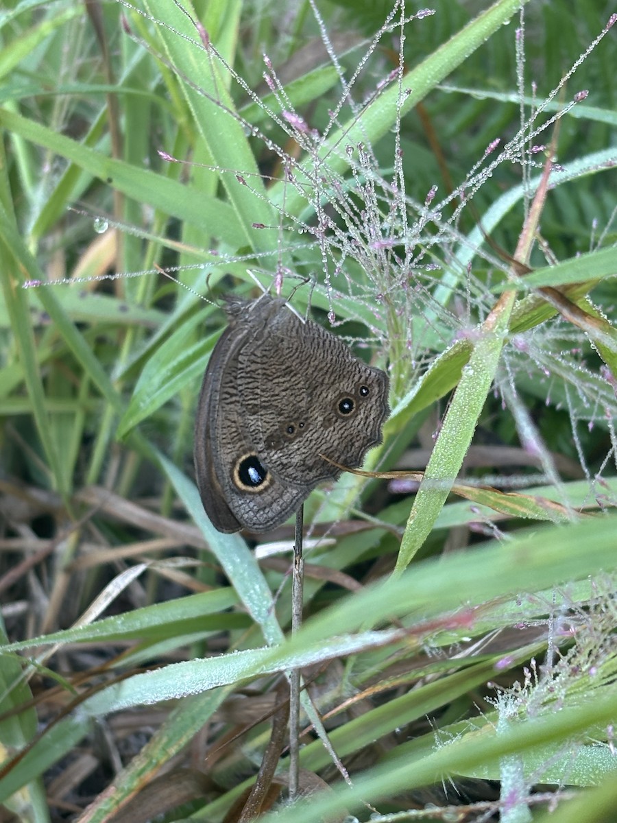 Common Wood-Nymph - ML639201464