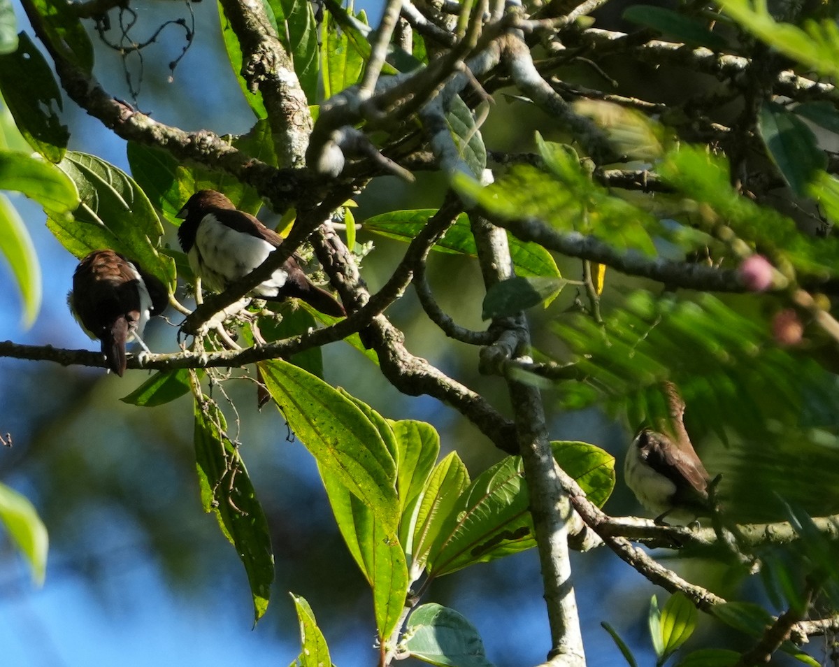 Javan Munia - ML639201490