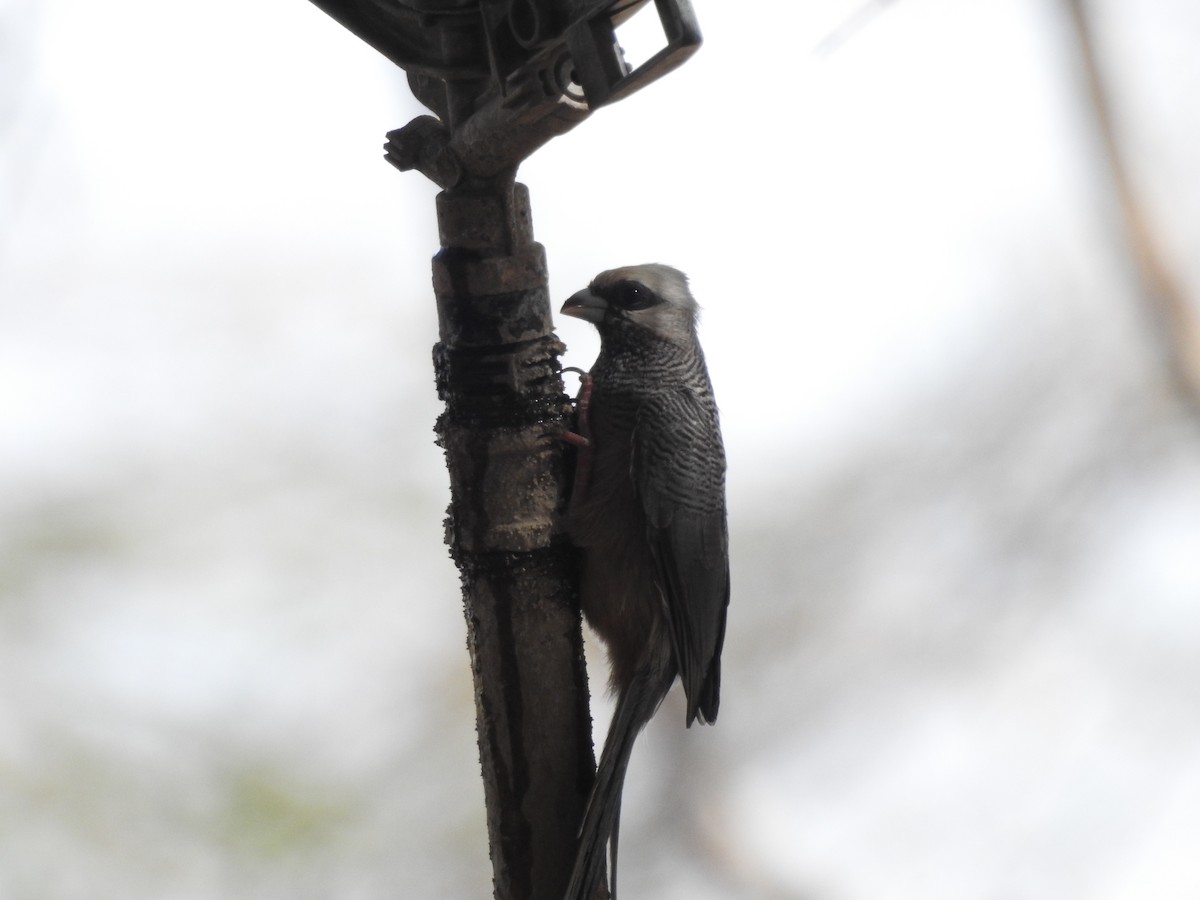 White-headed Mousebird - ML639201590