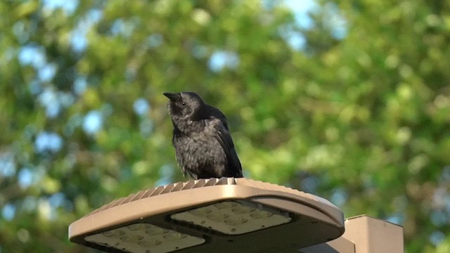 Fish Crow - ML639201599