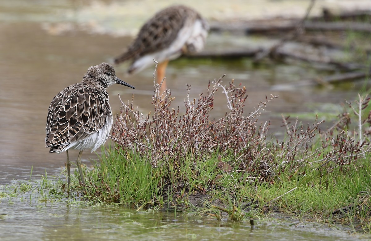 jespák bojovný - ML639201634