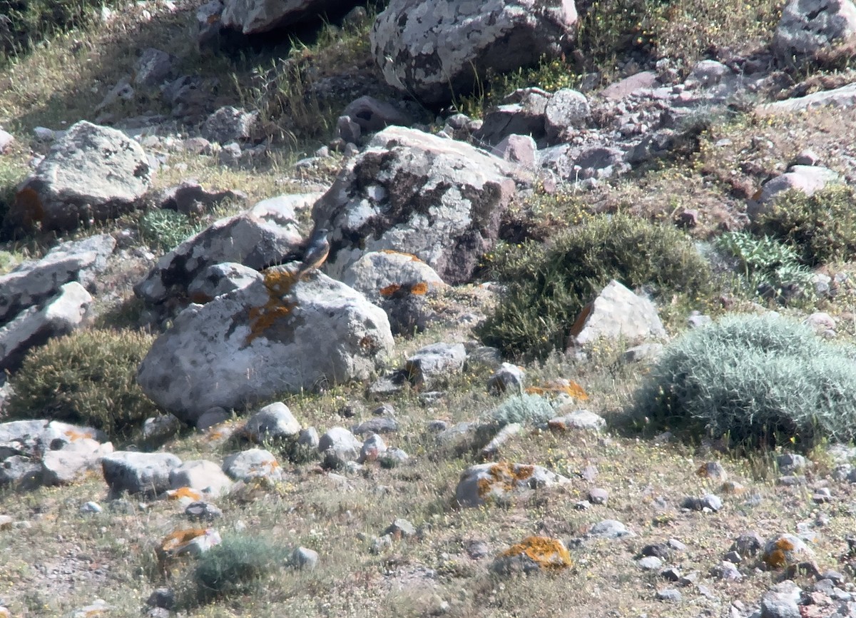 Rufous-tailed Rock-Thrush - ML639201653